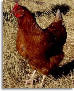 Brown Pullet