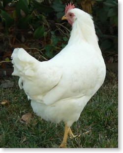 White Pullet